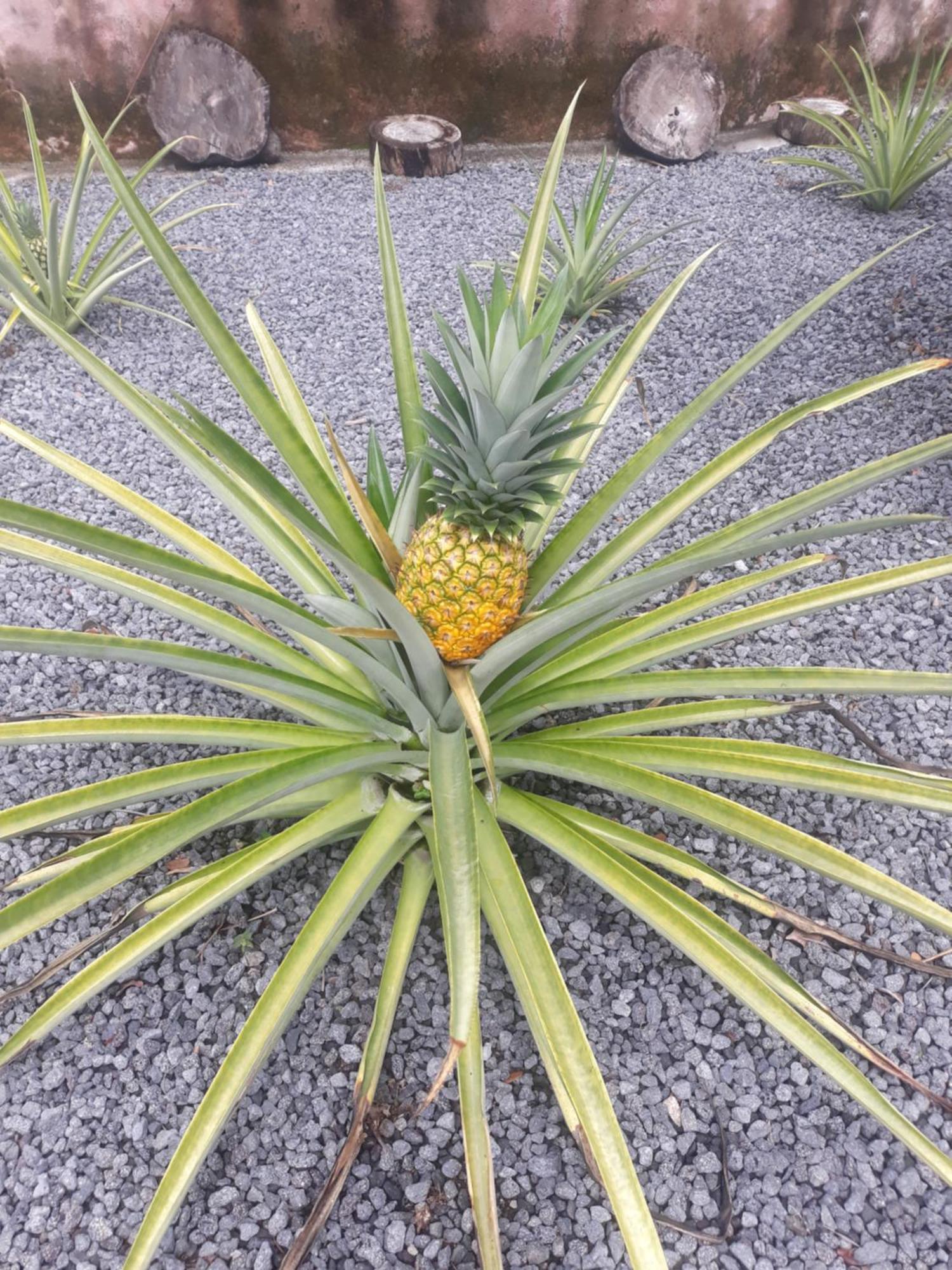 بيت شباب Rancho Tranquillo مويوجالبا المظهر الخارجي الصورة